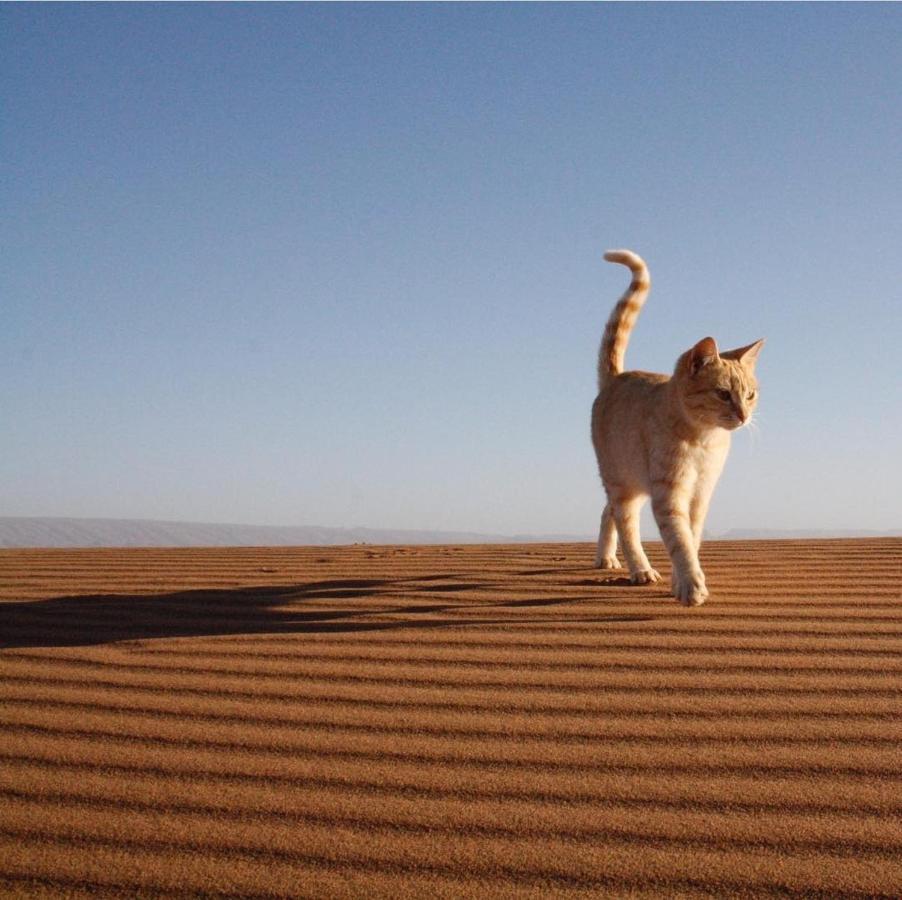 Chegaga Desert Trips Camp 姆哈米德 外观 照片