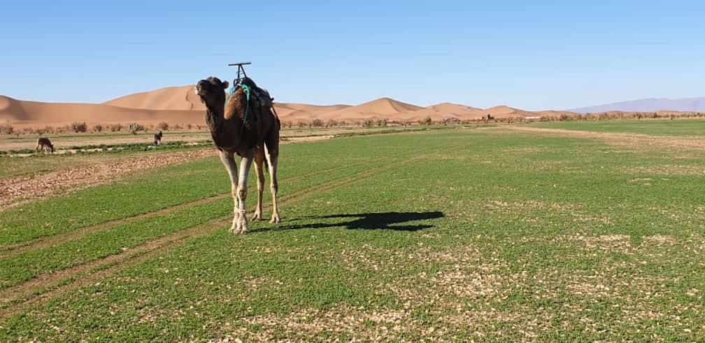 Chegaga Desert Trips Camp 姆哈米德 外观 照片